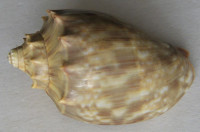 Cymbiola nivosa oblita (E. A. Smith, 1909)
